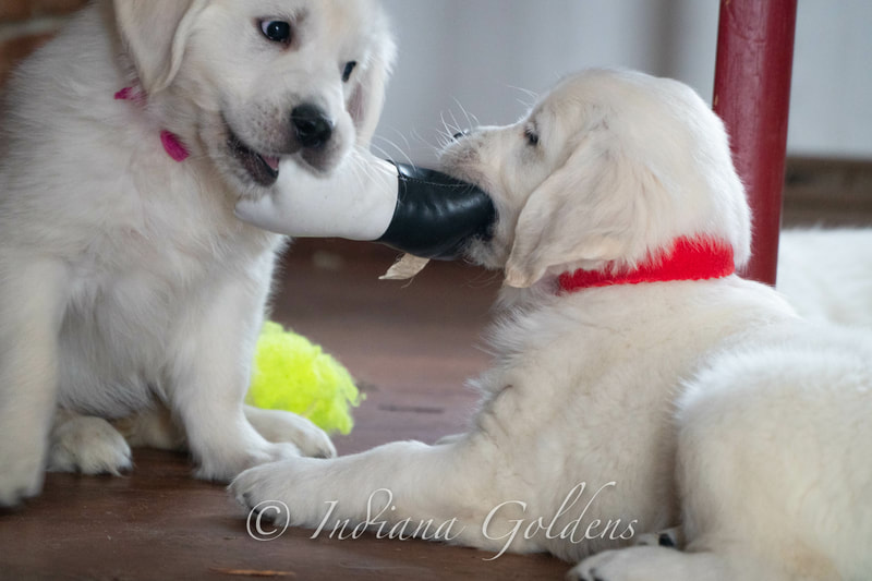 Golden Retriever Puppies Indiana Indiana Golden Retriever Puppies for Sale
