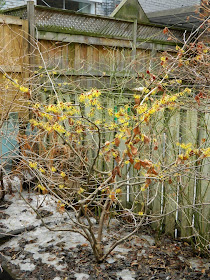  Hamamelis x intermedia Arnold Promise witch hazel by garden muses-not another gardening blog