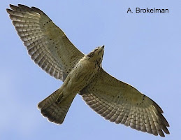 Broad-winged Hawk