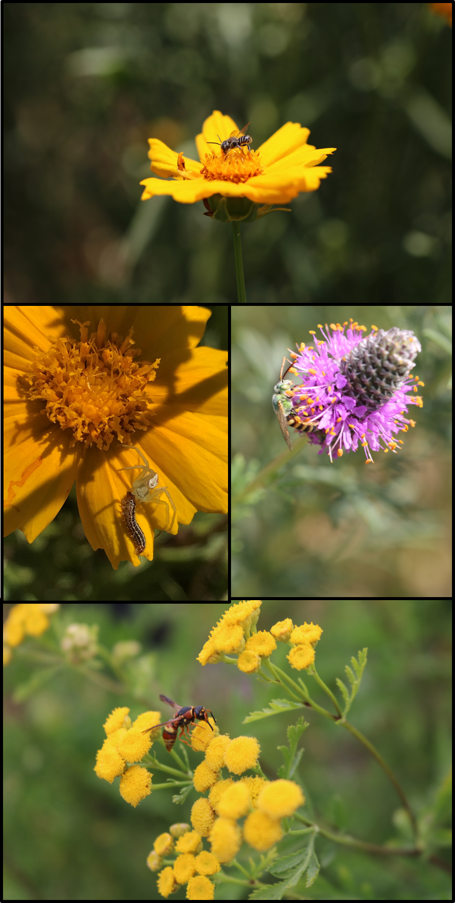 Supporting Pollinators & Beneficial Insects in Backyards and on Farms