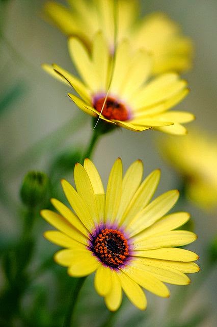 Yellow Daisy | Backyards Click
