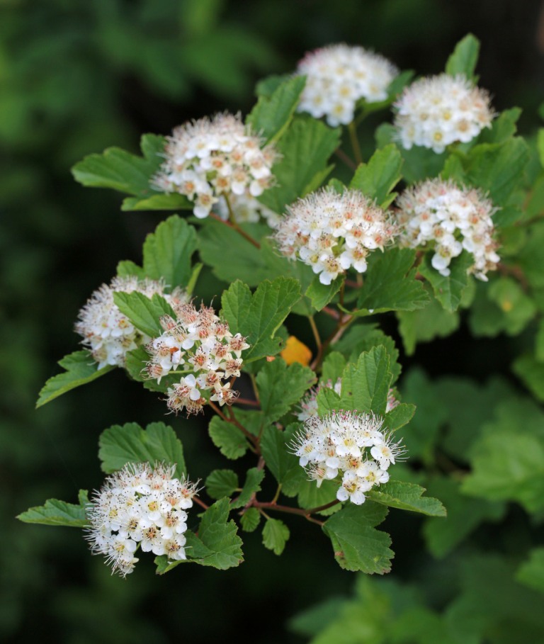 Ohio Birds and Biodiversity The virtues of native plants