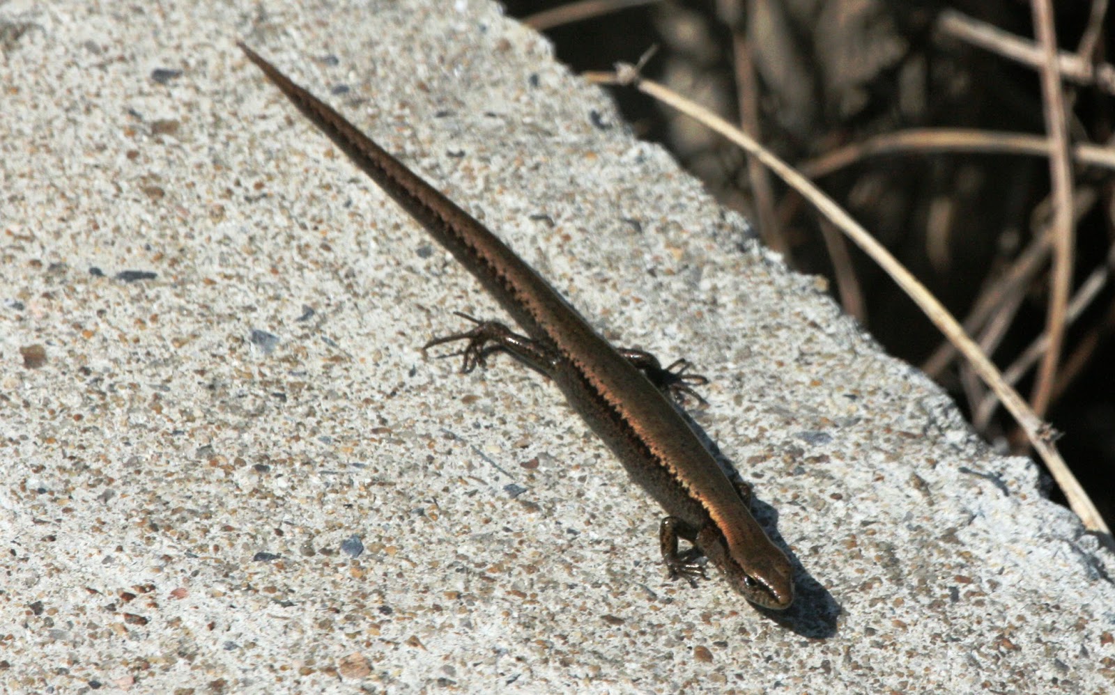 reptile uvb bulb