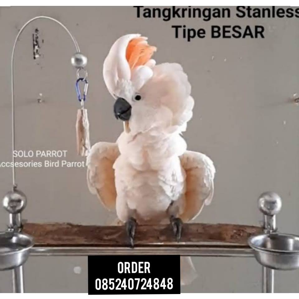 Featured image of post Harga Burung Kakatua Raja Hitam