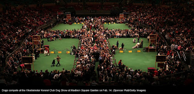 135th Westminster Kennel Club Dog Show at Madison Square Garden in New York City