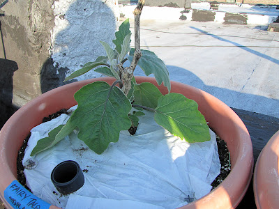 Bucolic Bushwick Rooftop Vegetable Garden Eggplant