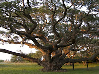 Tanaman Buah yang Terancam Punah karena Perubahan Iklim Global