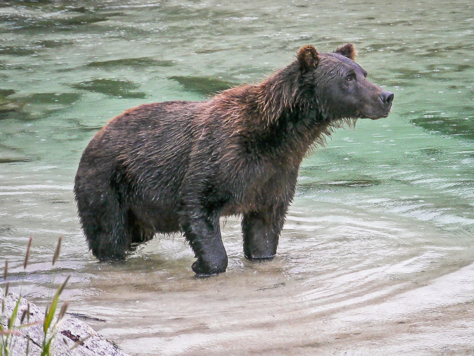 photoscope Kodiak Bears of Katmay, Alaska