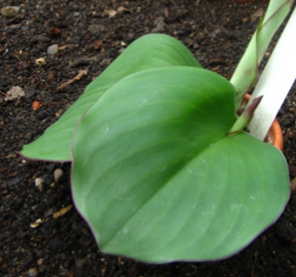 21+ Contoh Tulang Daun Melengkung dan Foto/Gambarnya - Website Pendidikan