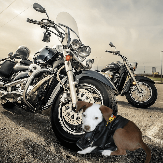 Motorcycle dog