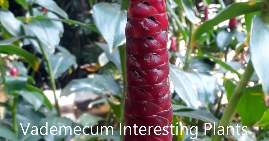 Vademecum Interesting Plants Costus (soorten) Kostowiec (gatunki)
