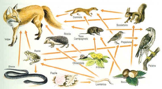 La Svariata Quantità Di Esseri In Un Ambiente Naturale Blu-Blunotte: Gli esseri viventi e il loro ambiente