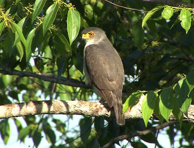 Esparvero gris Accipiter superciliosus