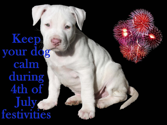 How to calm your dog during the 4th of July fireworks How to calm your dog during the 4th of July fireworks