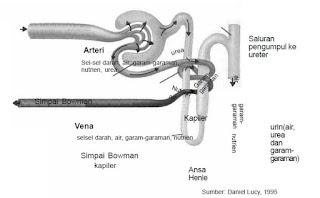 Penyaringan dan penyerapan kembali (reabsorbsi) dalam nefron.