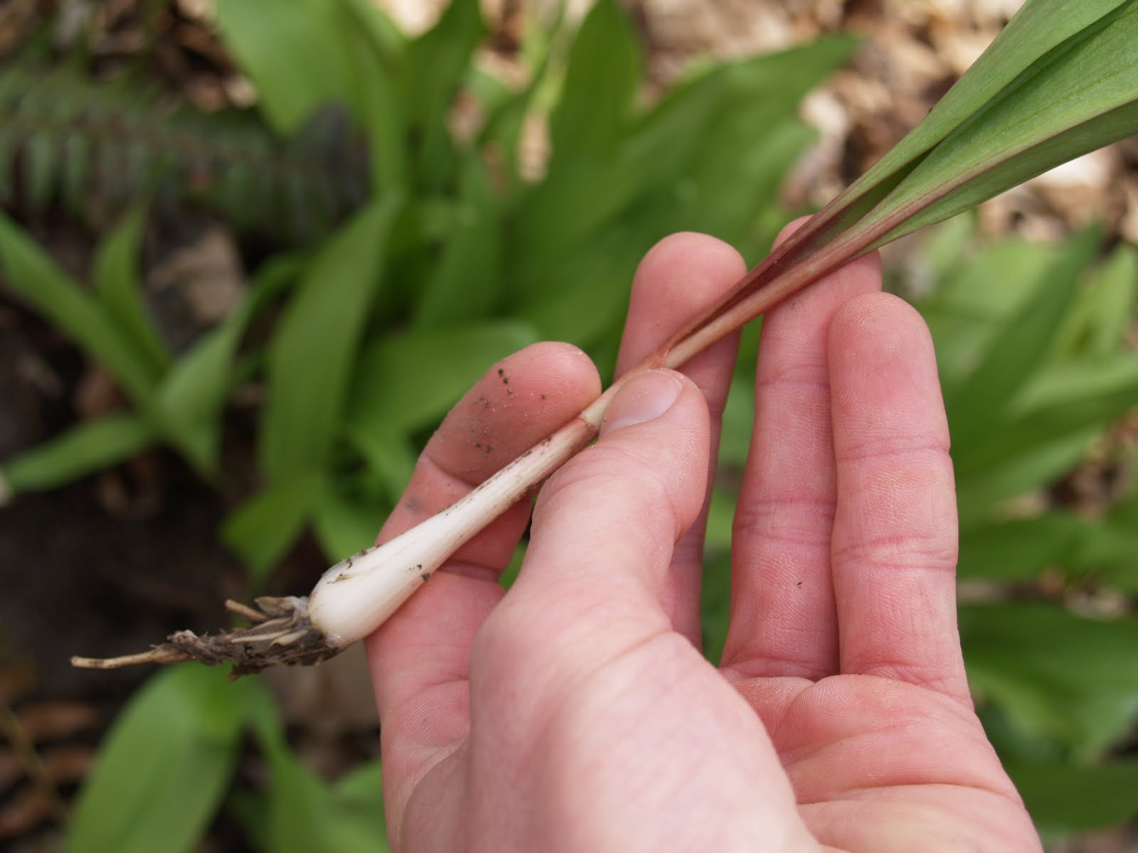 Spring's early bounty finding wild leeks (repost) The Buzz