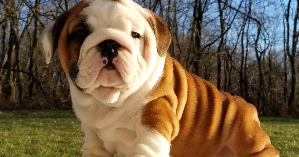 konsulent Godkendelse stribet English Bulldog Puppies for Sale - PuppyFind ~ AKC English Bulldog Puppies  For Sale