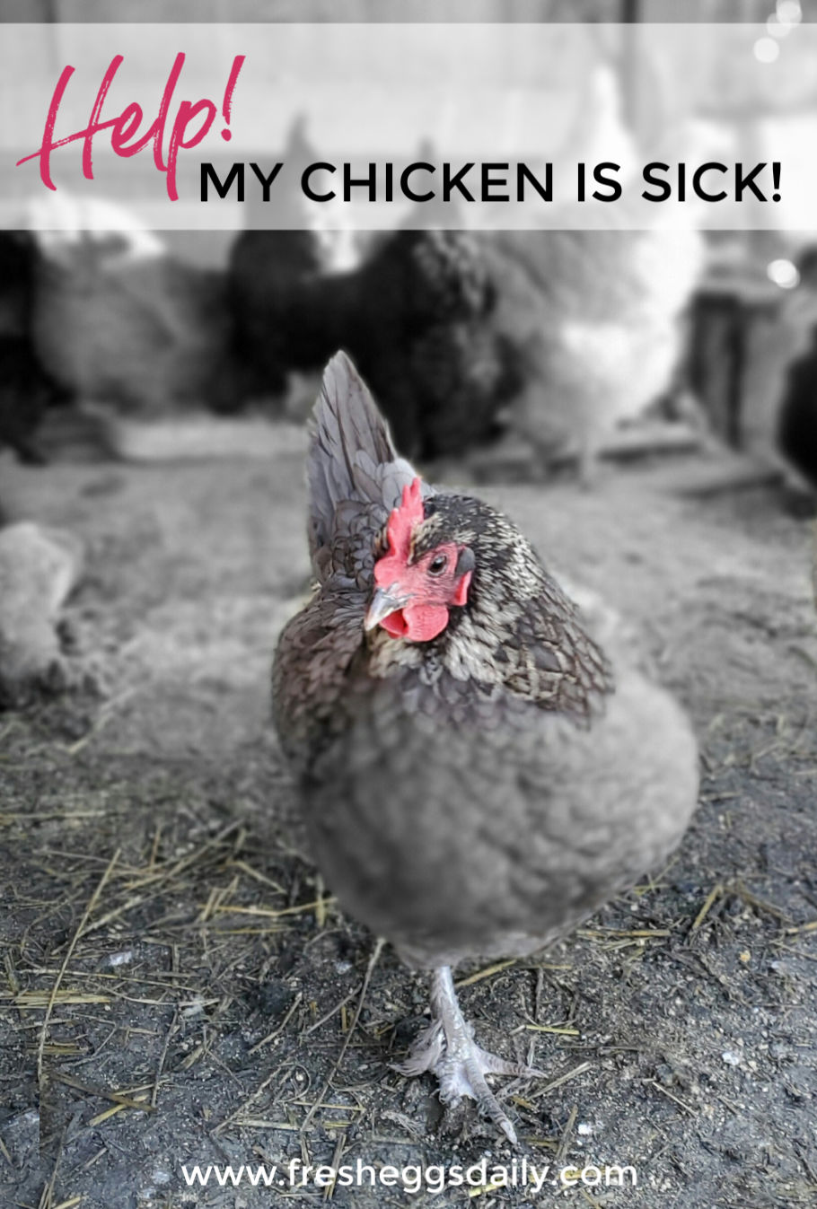 Help! My Chicken is Sick. What Should I Do?