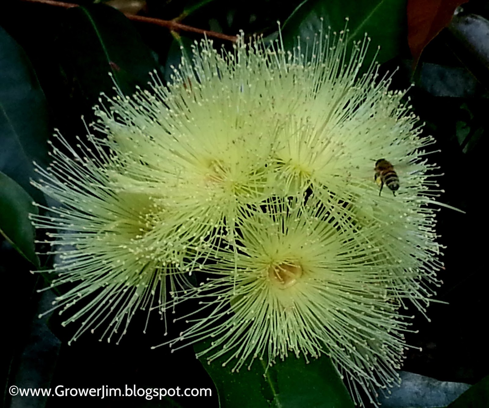 Garden Adventures: Rose apple (Syzygium jambos)