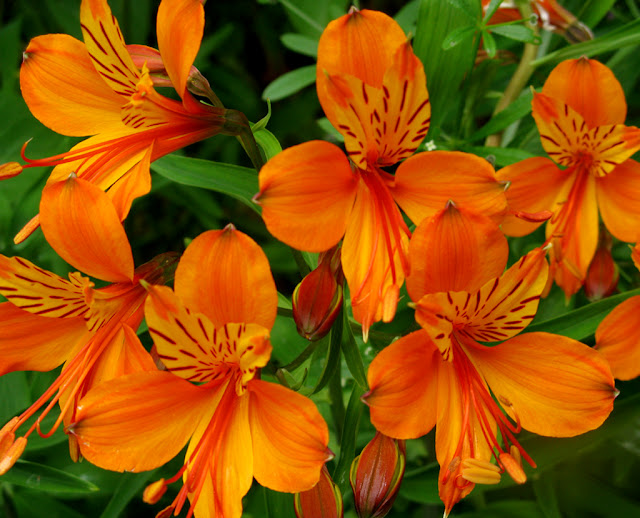 Shoreline Area News Orange flowers perform in the garden
