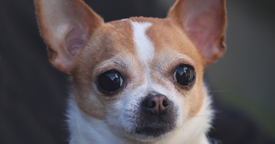 Cara Merawat Anjing Chihuahua Dengan Makanan Perawatan Harian Latihan Dan Bermain Cara Merawat Anjing Chihuahua Dengan Makanan Perawatan Harian Latihan Dan Bermain