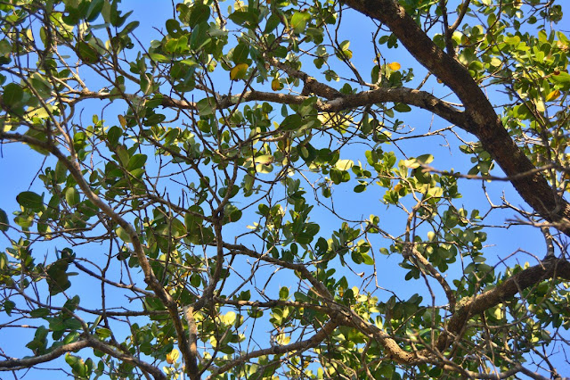 Syzygium cordatum Syzygium cordatum
