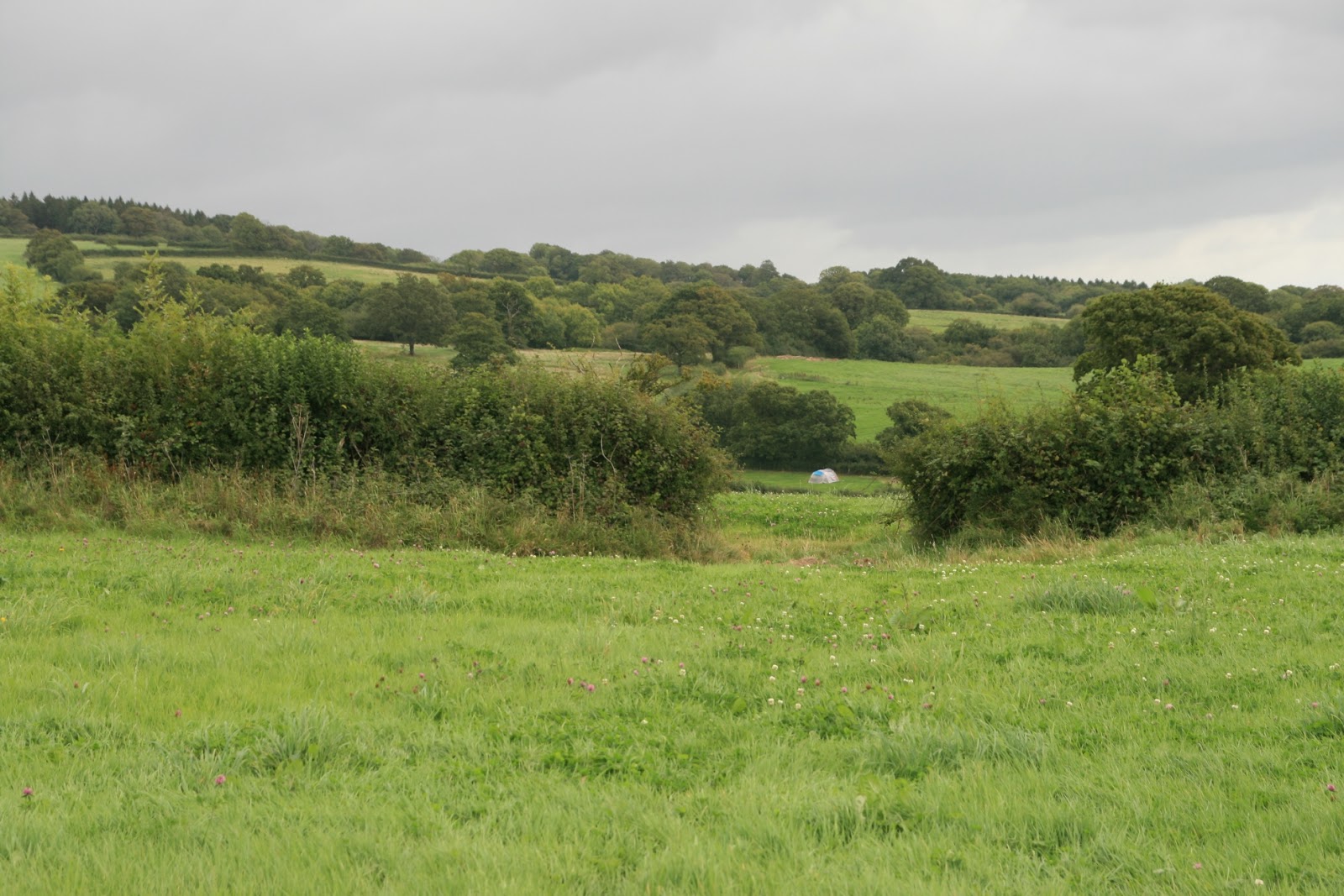 Walking Dorset's gridsquares Halstock Circular 7th September 2017