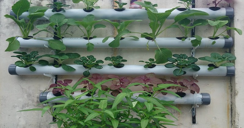 Kelebihan Bercocok Tanam Hidroponik - Inspirasi Berkebun