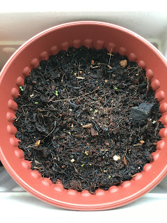 Strawberry seedlings appeared after a couple of weeks.