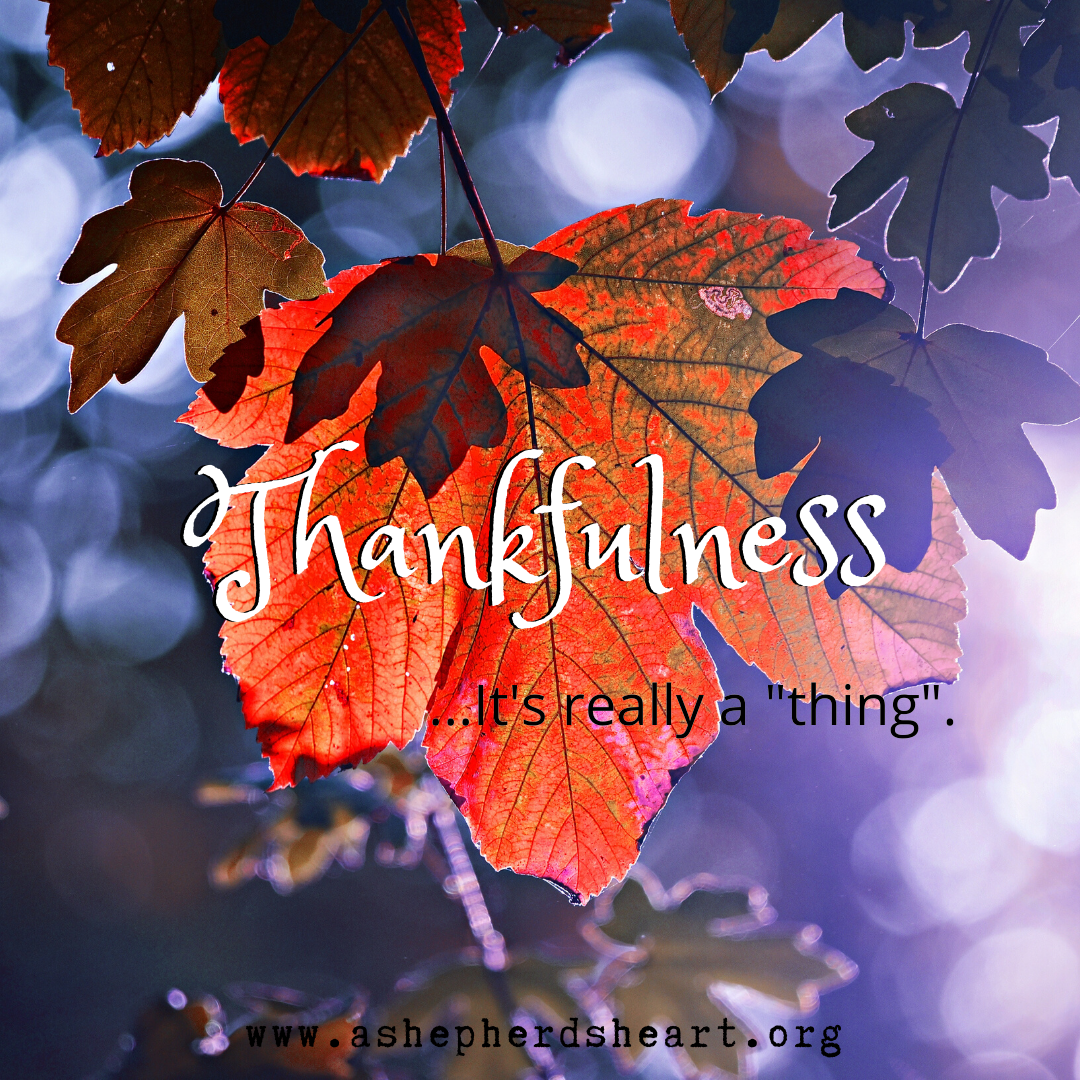 A Shepherd's Heart: Thankfulness...it's really a 