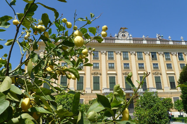 Drzewka cytrusowe w ogrodzie następcy tronu