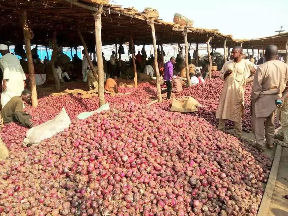Nigerian biggest onion market in Photos TFB News