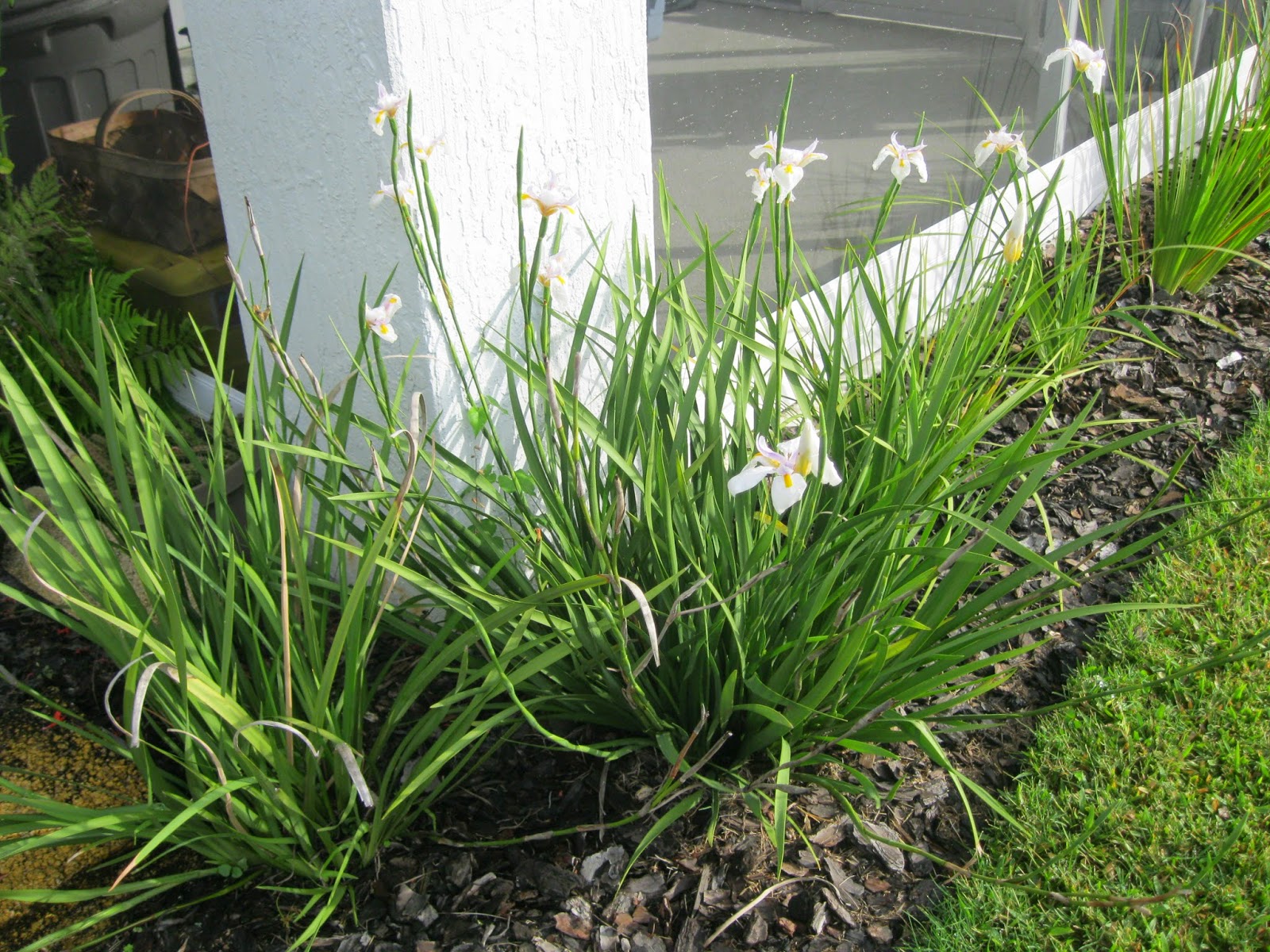 Maple Hill 101 Plant ProfileAfrican Iris