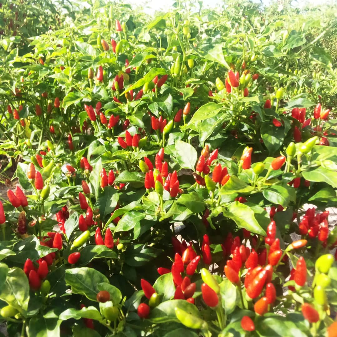 KILIMO CHA PILIPILI KICHAA