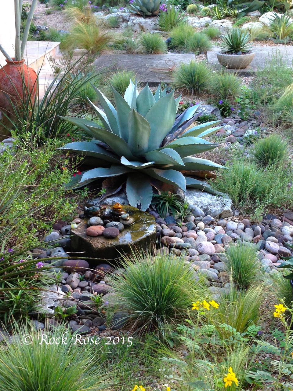 Stone Garden Roses Agave Stone Garden Designs