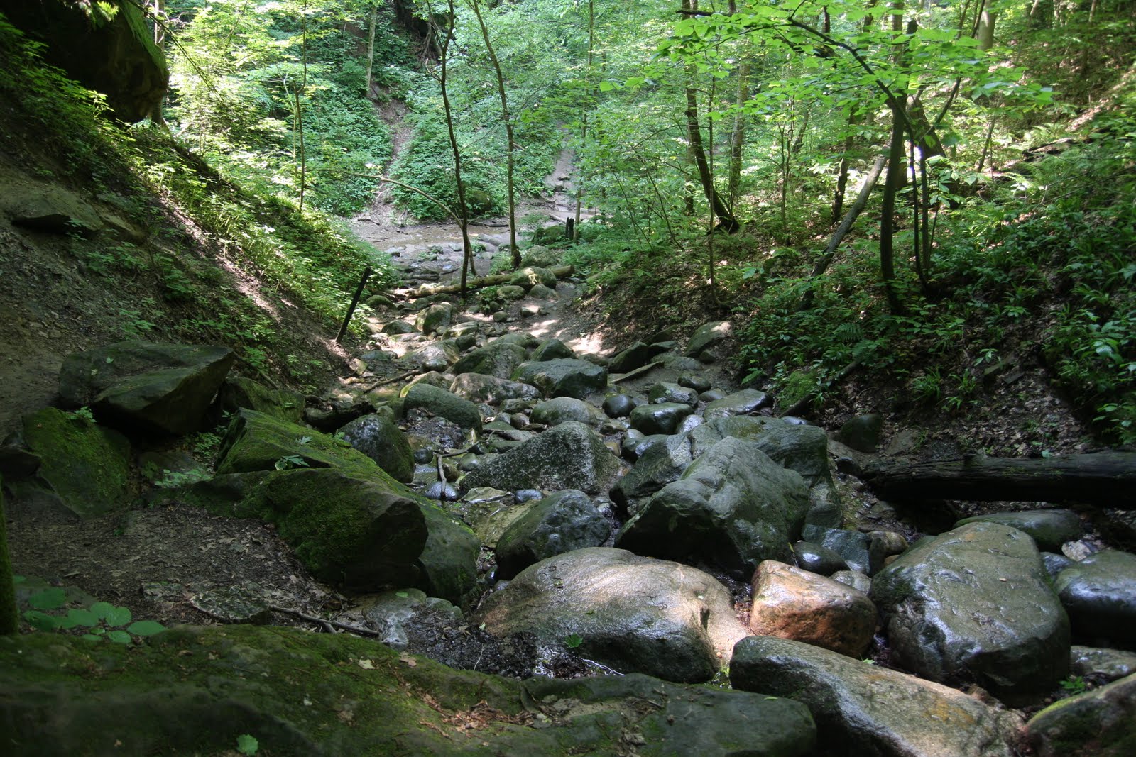 Cary Comments More from Turkey Run State Park