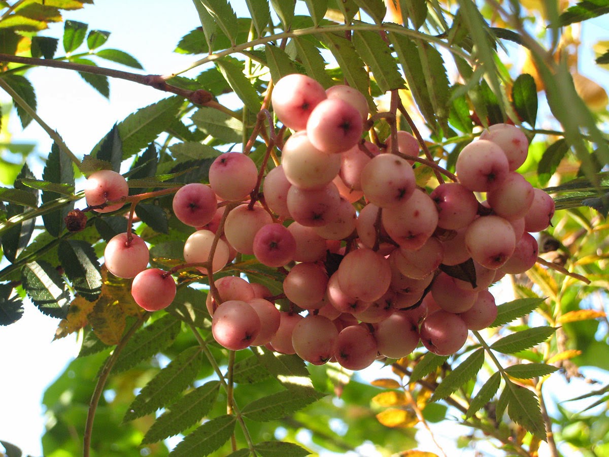 Рябина сладкоплодная пинк. Sorbus vilmorinii. Sorbus arnoldiana kirsten pink. Рябина кашмирская sorbus cashmiriana. Рябина сладкоплодная пинк.