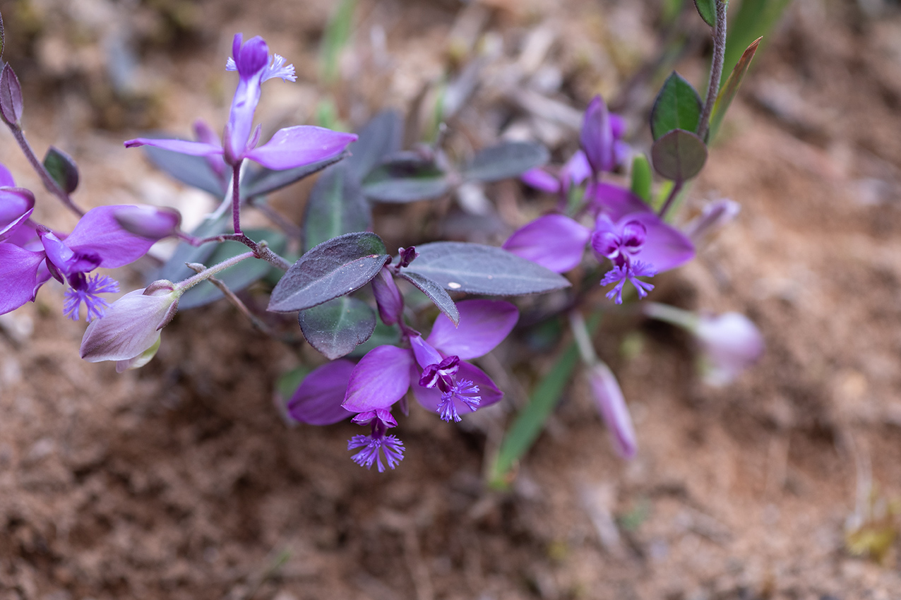 野の花百景 ヒメハギ 2020.思い出の花 40 野の花百景 ヒメハギ 2020.思い出の花 40