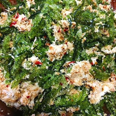 tanaman latoh dari laut jepara latoh sangat banyak dijumpai di laut jepara namun masih perlu untuk dibudidayakan