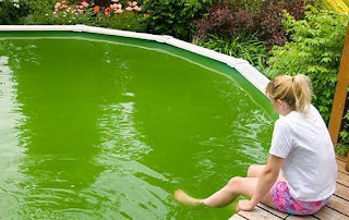 ¿Porque el agua de mi piscina se pone verde?. Soluciones