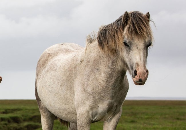 Chevaux mutilés: un homme interpellé dans le Haut-Rhin et placé en garde à vue