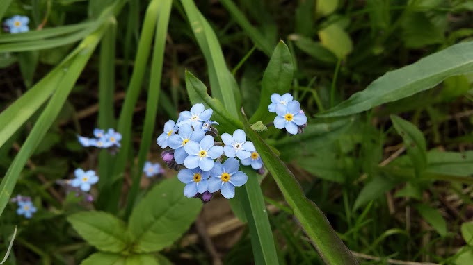 Flowers of Summer