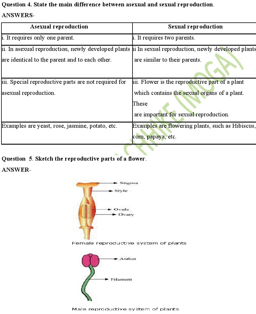 Reproduction in Plants Class 7
