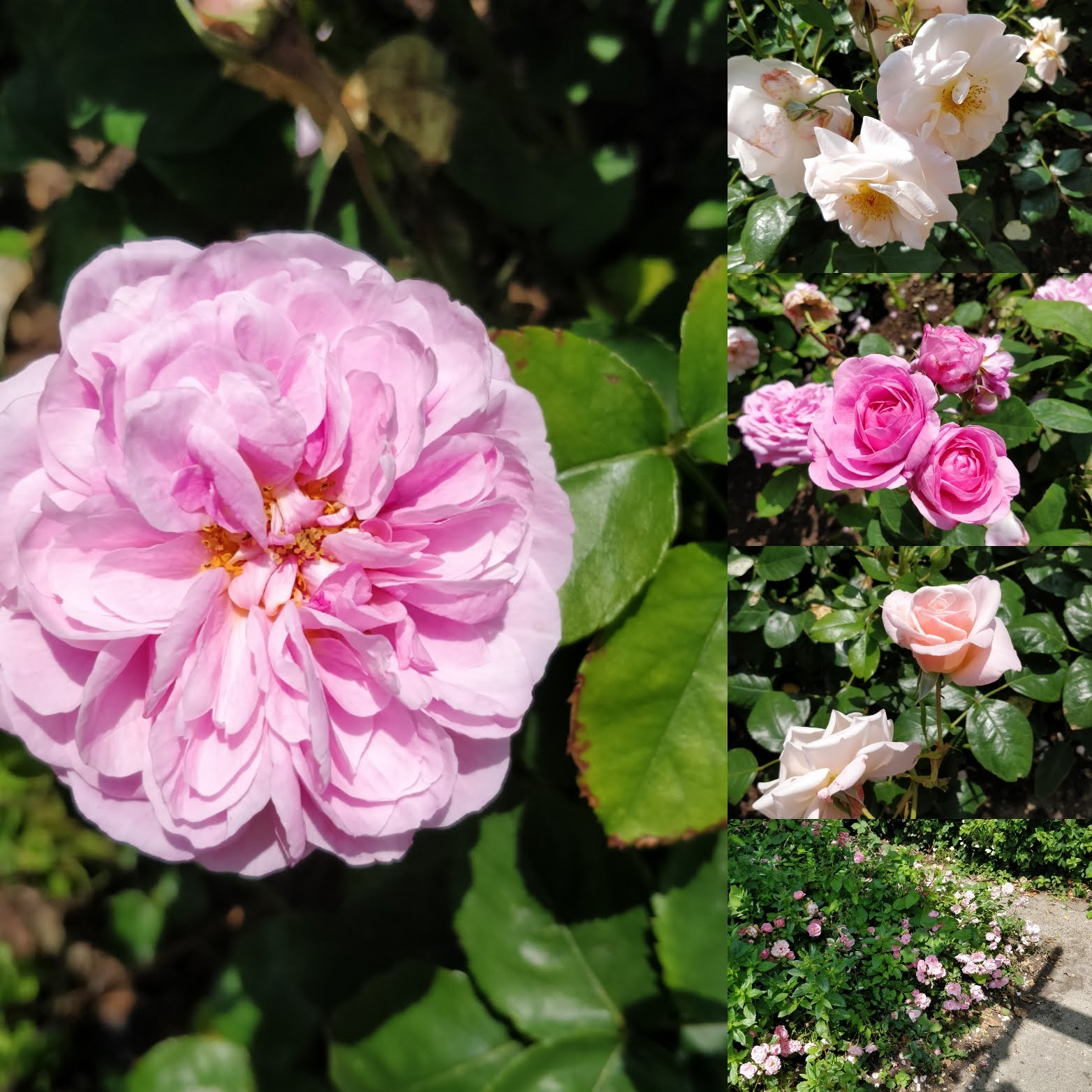 A visit to the Southsea Rose Garden
