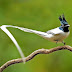 Most 5 Beautiful Birds Of India; Asian Paradise Flycatcher, Himalaya Monali, Indian Peacock