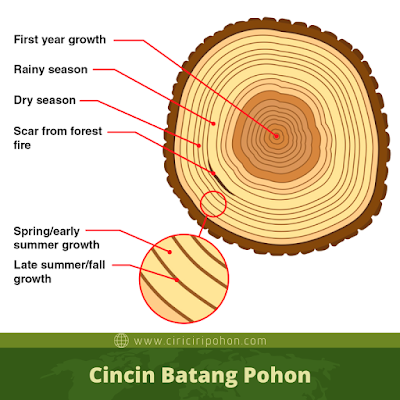 Cincin Batang Pohon