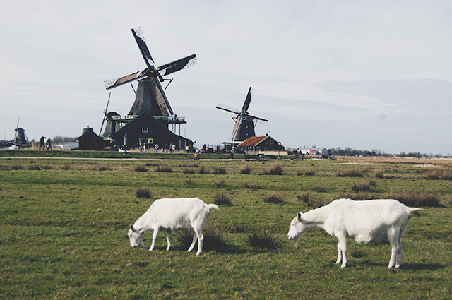 zaanse schans