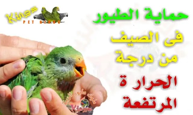 حماية الطيور من حر الصيف ودرجة الحرارة المرتفعة