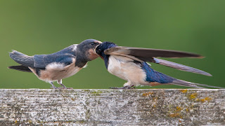 Swallow DFBridgeman