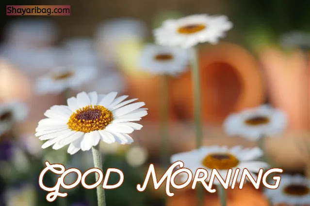 Good Morning DP Good Morning DP